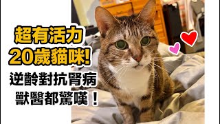 超有活力20歲貓咪!逆齡增重 腎指數不升反降~三年對抗慢性腎病過程 最溫暖的奇蹟!