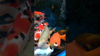 the extraordinary beauty of koi fish #koifish #fish #koifish #cutefish #koifish