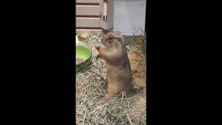 #funny #吃貨 #吃播 #cute #萌系 #可愛動物 #可愛い #可愛