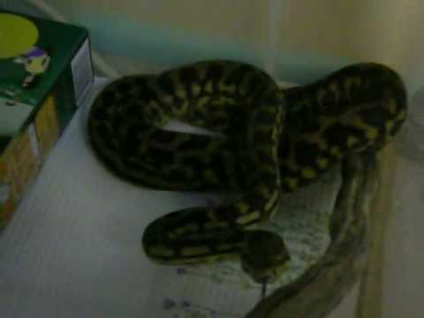 Morelia Spilota Mcdowelli - Coastal Carpet Python