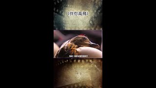 伴你高飛 | 電影解說 | 真實改編 真實事件改編，13歲女孩和大雁一起創造了一個奇跡  《伴你高飛》！#伴你高飛#電影解說#真實改編#劇情片#家庭電影#大眼侃劇#shorts