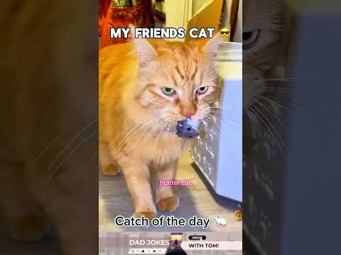 My Friend’s Cat vs My Cat – The Difference Is Too Real 😹