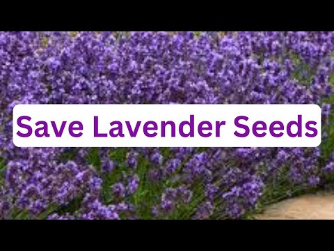 How To Collect Lavender Seeds | Grow Lavender