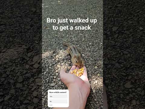 Bro has no survival instinct. #chipmunk #wildlife #funnymemes #cute #animals