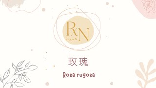 玫瑰｜薔薇｜月季｜功效介紹｜藥用玫瑰花｜活血化瘀｜肝氣鬱結｜230809｜RaYeN｜中藥實習紀錄17