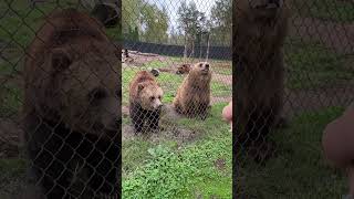 Vancouver Zoo golden 🐻 bear smiles to the camera #kidfun #zoo #bear #funny #kids