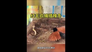 紅毛雞覓食！ #動物科普 #野生動物零距離