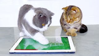 Cats Play iPad Games | Compilation