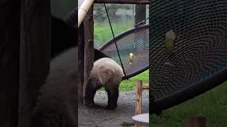 😂 #cute #adorable #panda #pandacub #yuai #pandalover #pandalove  #viralvideos #pandas #fyp #funny