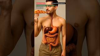 Digestive System Animation | How Food Travels Through Your Body | AI Anatomy Illustration
