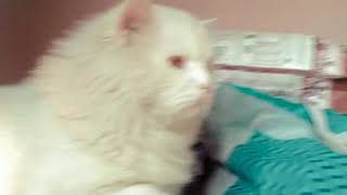 Prisan cat sultan