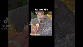 but it's CORN credits: @JadeedZion