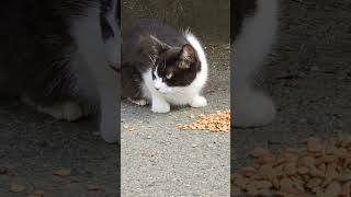 野良猫、国べー😸stray cat