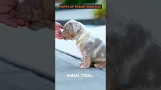POWER OF TRANSFORMATION 💪☠️ #americanbully #trolledit #dogpictures #pitbull #cuteanimal