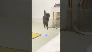 看我 #Blue Cat Wobbles#超级少年组合#expressmode#The confusing behavior of cats#精灵 SMTOWN