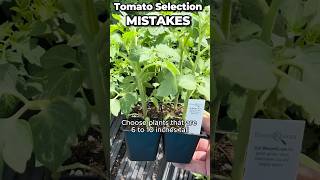 Avoid These Common MISTAKES When Choosing Tomato Plants! #tomatoes #gardeninghacks #greenthumb