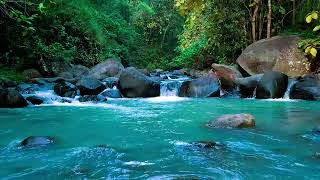 Forest Ambience , 4K 自然環境音 / 湧き水が流れる川の音 鳥のさえずり　birds chirping, Water Sounds , Relaxing River