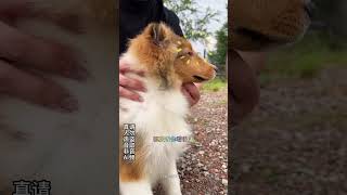 喜乐蒂这狗真的是城市牧羊犬之光了#喜乐蒂 #狗 #宠物知识 #二狗挑狗#動物#可愛#shorts
