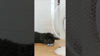 Keep your pets cool this summer! #petfacts