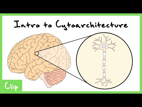 Introduction To Cytoarchitecture (Brodmann Areas/Map) | Clip