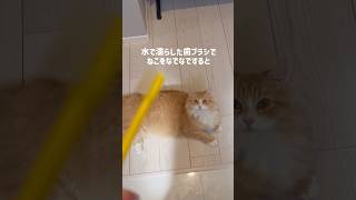 気持ちいいみたいです　#ミヌエット　#cat #猫のいる暮らし #猫動画 #shorts