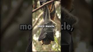 Bat VS Flying Fox #shorts