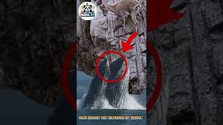 Mountain Deer Almost Got Devoured by Whale—Must Watch! #amazing #movie