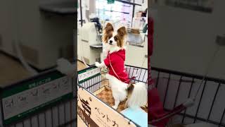 大好きなお買い物🎁 #パピヨン #チワワ #可愛い