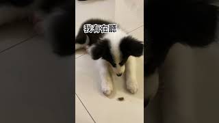 訓練狗狗的錯誤示範：狗狗不是不聽話，是指令衝突惹的禍｜小狗豆仔與他弟金金 4K