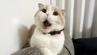 Cats reach maximum cuteness 😹 Funny Cats Videos
