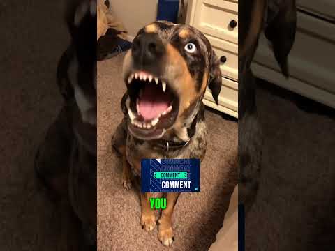 This Dog is really sorry #viralvideo #funny #funnyanimals #funnyvideo #cute #cutedog #animals