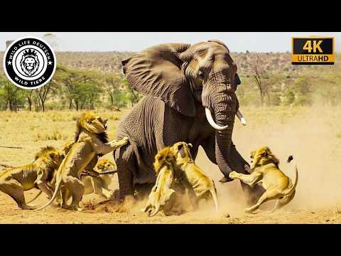 Wild Luangwa: The Predators' Battle for Survival #wildlife | Wild Animals