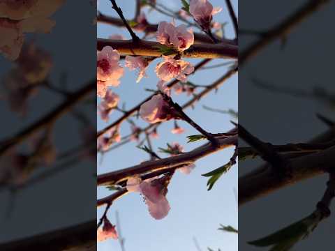My Peach Tree Blooms | Spring is here 🦋🩷🌸🤍 #peachtree #gardening #gardener