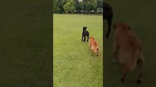 dog pulling friend's leg 扯後腿，真狗腿