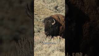 Florida Man Is First Bison Goring Of The Season At Yellowstone National Park