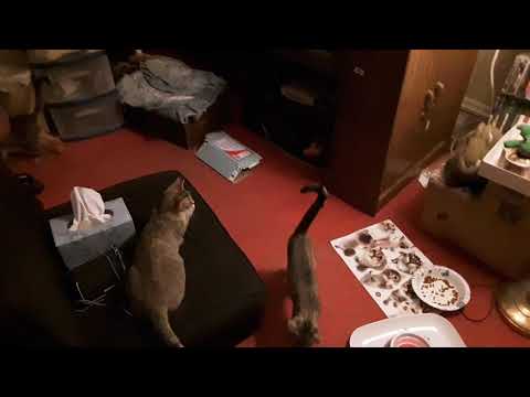 Kittens in My Bedroom Part 2/12