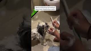 Brushing, Ain’t nobody got time for that!🐶#petcare #GroomingHacks #PetLove #DogGrooming #tailsgroom
