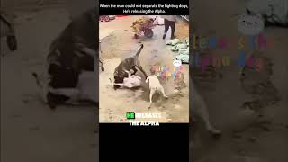 Alpha dog stopped Two dogs fighting #shorts #dog #dogfight #alpha #trendingshorts #viralvideo