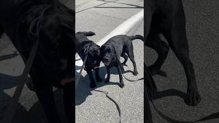 Best surprise evaaa #labrador #blacklab #puppy #dog #labradorretriever #funny