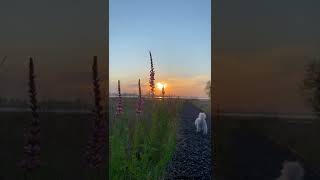 【蓝胖小花匠🎏】假如再也早起不了……祝你早安、早安、早安#清晨第一缕阳光#被夏日治愈的美好瞬间#治愈系风景#早安