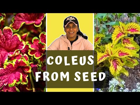 Grow Coleus From Seed | Sowing Coleus Seeds | || Budget Gardening