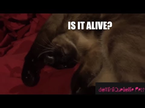 CUTE SLEEPY SIAMESE CAT