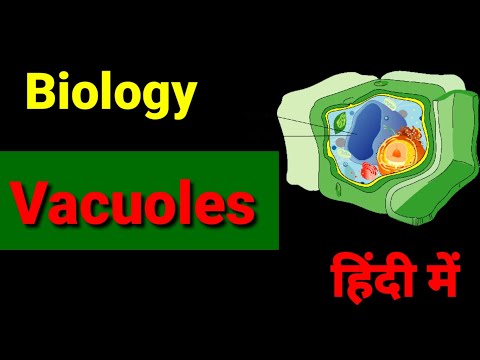 Cell organelles  : Vacuole structure and function in hindi