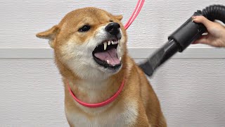 Crazy Shiba Inu won battle against groomer