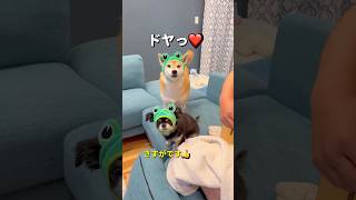 Concert🐶🐶🎵#ShibaInu #Chihuahua #shorts