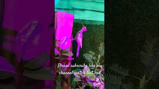 love birds sound || birds 🐦💓#youtubeshorts #birds #trending #shorts #reels #viral #animals#love
