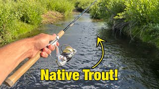 Small Creek Trout Fishing!