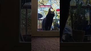 Open please! Gaga is ready to come inside #blackcat #ilovemycat #cat #catlover