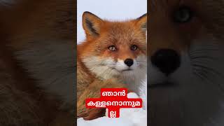 funny cat vidios 😂😂❤️❤️ cat myavoo