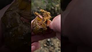 HUGE Parasite Removed From Pearl the Shrimp #shorts